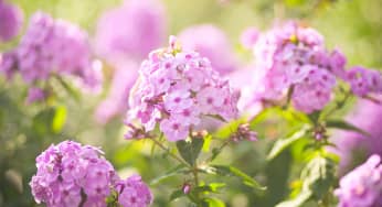 Hoa Phơ lốc (Thiên Lam Tú Cầu) – Phlox