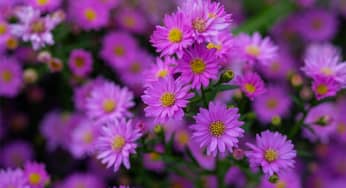 Hoa thạch thảo (Cúc cánh mối) – Aster amellus