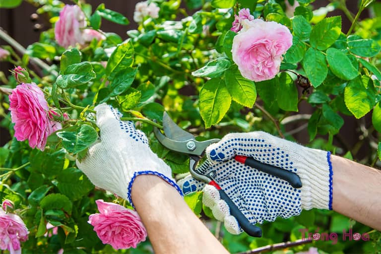 Cách cắt tỉa cây hoa hồng