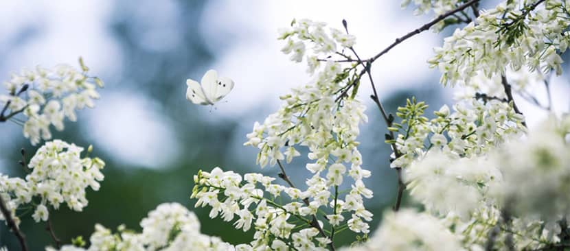 Chùm thơ hay về hoa sưa trắng