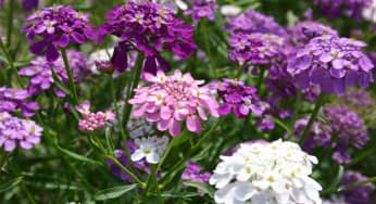Hoa bụi đường (Candytuff) – Iberis Sempervirens