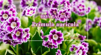 Hoa tai gấu- Primula auricula