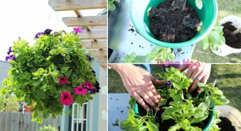 Cách trồng một giỏ hoa treo trông chuyên nghiệp