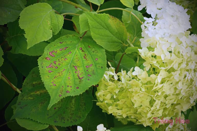 Sâu bệnh hại phổ biến trên cây hoa cẩm tú cầu